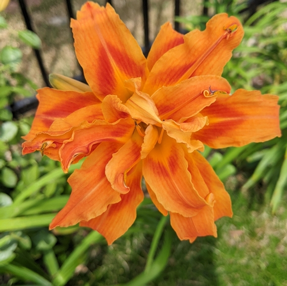 Meet your Posher, Miranda - Picture 1 of 1